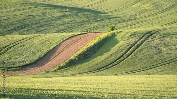 Obraz Landscape with green rolling fields of agricultural land, Moravia, Czechia