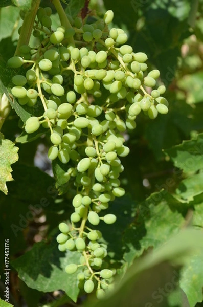 Obraz Grapes