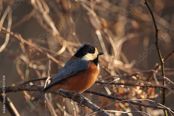 Obraz 木漏れ日に照らされるヤマガラ