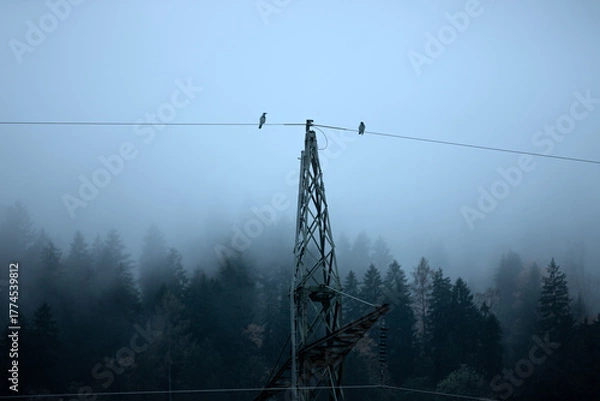 Fototapeta high voltage power lines with birds