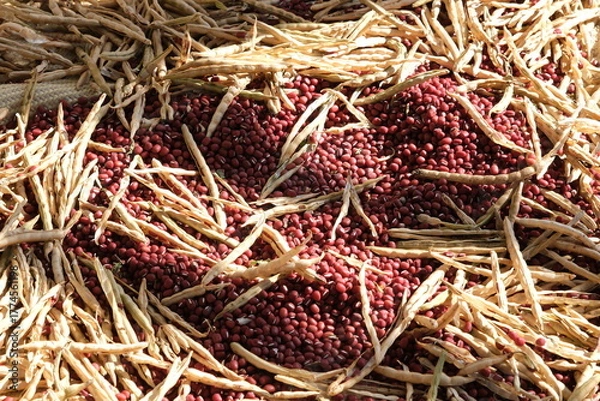 Obraz 収穫したばかりの小豆