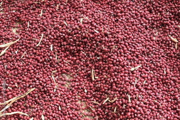 Obraz 収穫したばかりの小豆