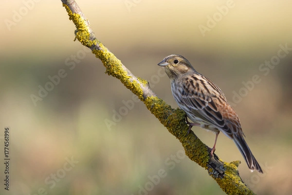 Obraz Bird - female Yellowhammer Emberiza citrinella on the meadow green background Poland Europe spring time