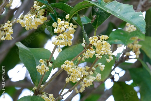 Obraz 上品な香りの銀木犀の花