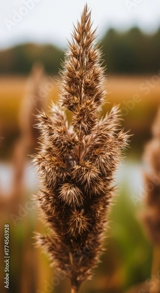 Fototapeta Close-up view of a ripe wheat stalk with grains ready for harvest in a golden field outdoors