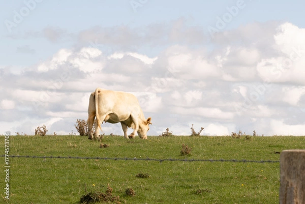 Fototapeta Cow grazing on a green meadow under a cloudy sky. Peaceful rural scene symbolizing farming, nature, and the calm beauty of the countryside.