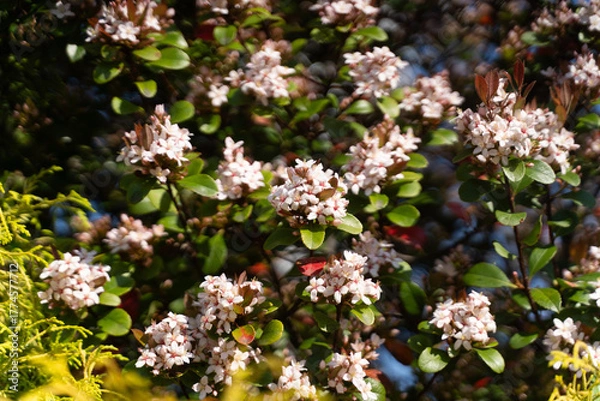Obraz White blossoms in spring sunlight②