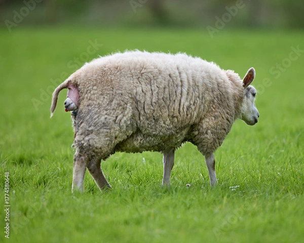 Fototapeta A ewe stands in a vibrant green field, undergoing a challenging lambing process, with a significant prolapse visible from its rear. A moment of vulnerability in nature.