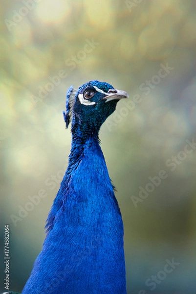 Fototapeta A close-up of a vibrant blue peacock, showcasing its elegant head, neck, and iridescent feathers against a soft, blurred natural background. A beautiful symbol of grace and nature.