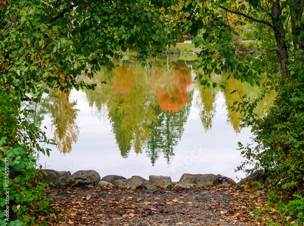 Obraz Upside down reflection of trees in water of city park lake