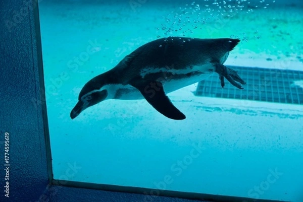 Obraz 泳ぐペンギン