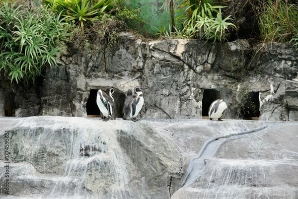 Obraz 動物園のペンギンたち