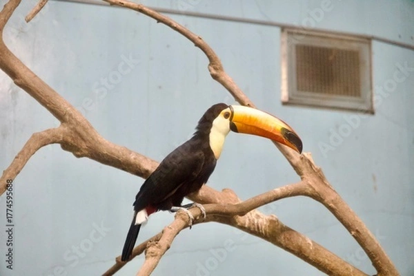 Obraz 木に止まるオオハシ