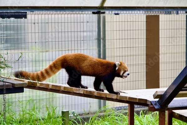 Obraz かわいいレッサーパンダ