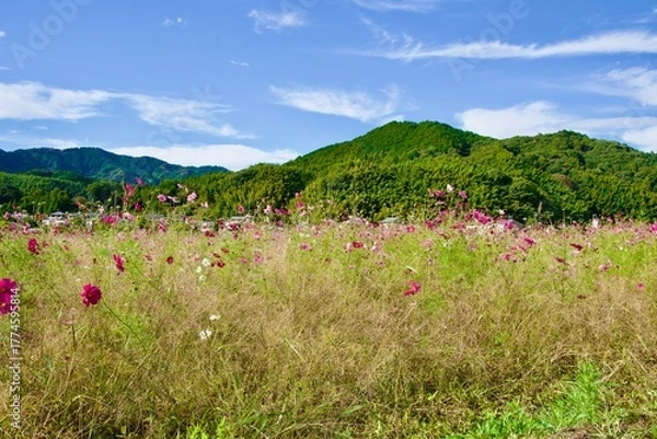 Obraz 青空とコスモス畑