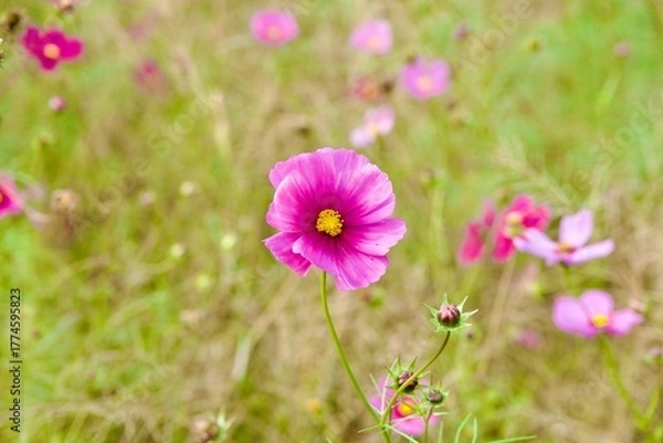 Obraz 綺麗なコスモス