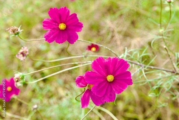 Obraz 綺麗なコスモス