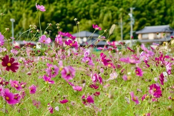 Obraz 綺麗なコスモス畑