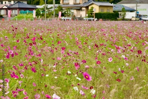 Obraz 綺麗なコスモス畑