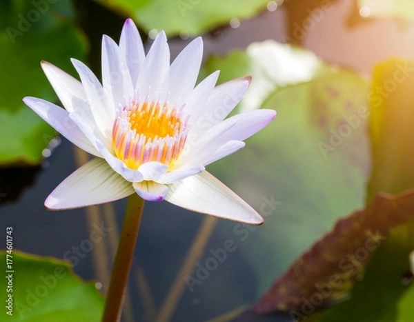 Fototapeta Beautiful lotus flower with a green leaf in the pond. A lotus water lily blooming on the water, magical spring,summer dreamy background