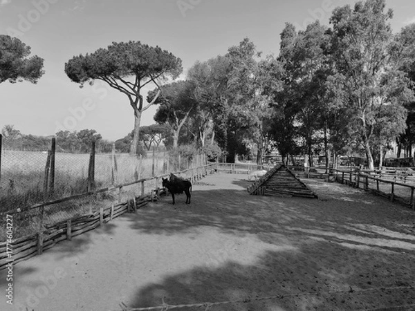 Fototapeta The pine forest of Ostia, in particular the pine forest of Castelfusano with a small animal farm.