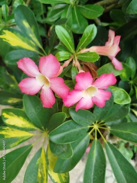 Obraz pink and white flower