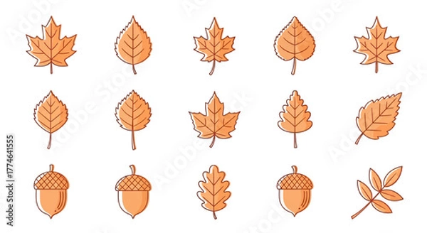 Fototapeta Collection of Fall Leaves and Acorns A Vector Illustration for Autumn Designs