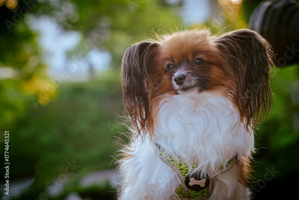 Obraz Papillon Dog in Summer Light