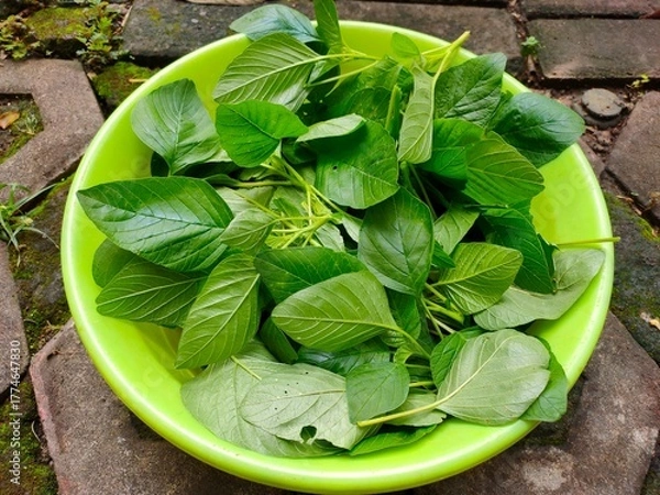 Fototapeta Freshly harvested spinach in a large green plastic bowl. Flat lay or top view.