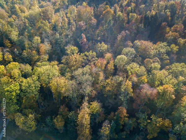 Fototapeta Aerial view of forest in fall, colorful trees