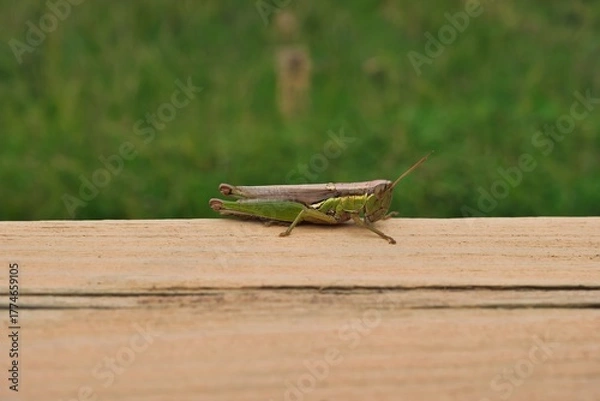 Obraz 田んぼのイナゴ