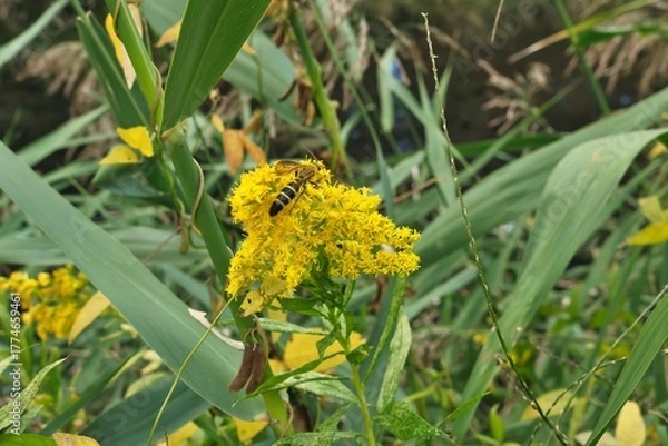 Obraz セイタカアワダチソウとミツバチ