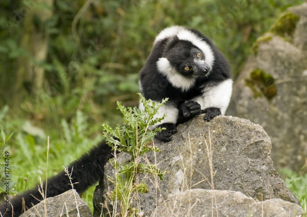 Obraz Black & White Ruffed Lemur