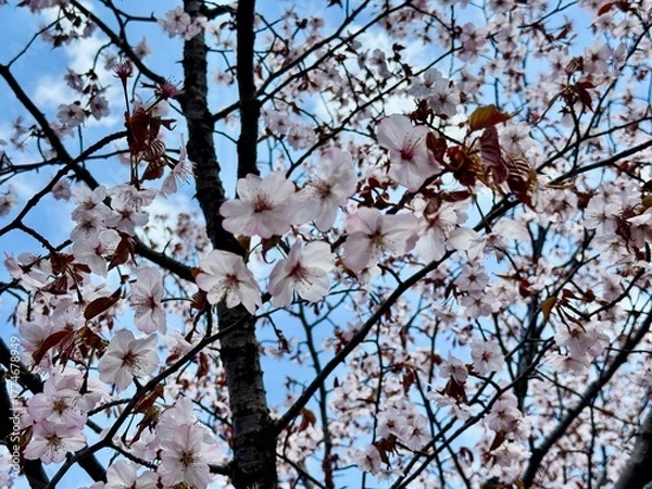 Obraz 美しいエゾヤマザクラ