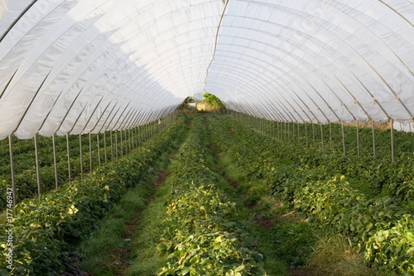 Fototapeta Polytunnel