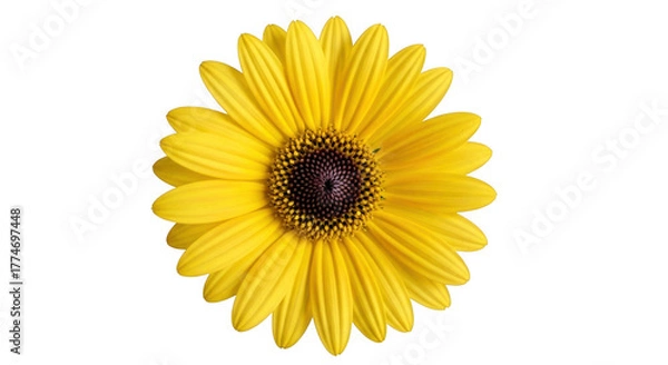 Fototapeta Closeup of a bright yellow daisy isolated on transparent background, full bloom