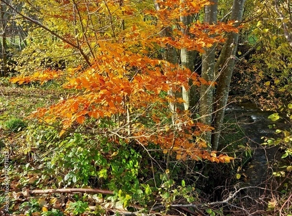 Obraz Bunter Herbstwald