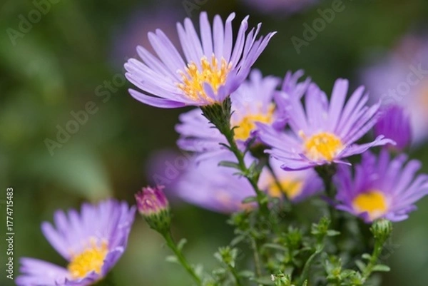 Obraz Plant list 2025 - Aster hybrid (Luznice) in bloom