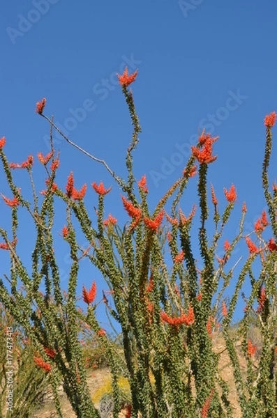 Obraz Ocotillo2