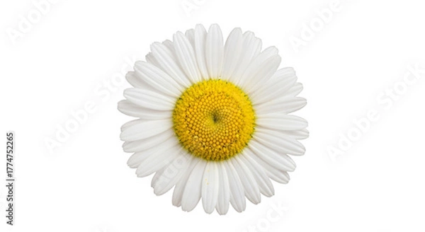 Obraz Isolated daisy flower photo with white petals and yellow center on transparent background