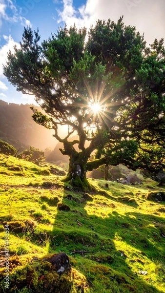 Fototapeta Ancient, gnarly tree stands in a bright, grassy field with a sunburst shining through it