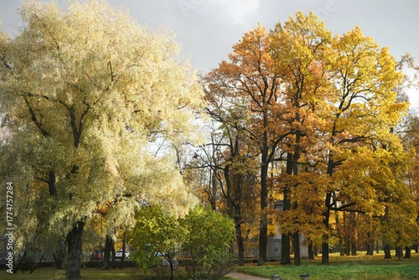 Fototapeta Autumn  yellow  bright golden trees in the garden, forest, park.