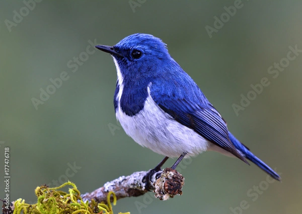 Obraz Ultramarine Flycatcher (Superciliaris ficedula) uroczy niebieski ptak przysiadujący na szczycie omszałego kija nad dalekim rozmyciem zielonego tła w zacienionym słońcu, niesamowita natura