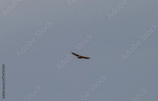 Obraz Blad eagle flying in sky with gray sky 