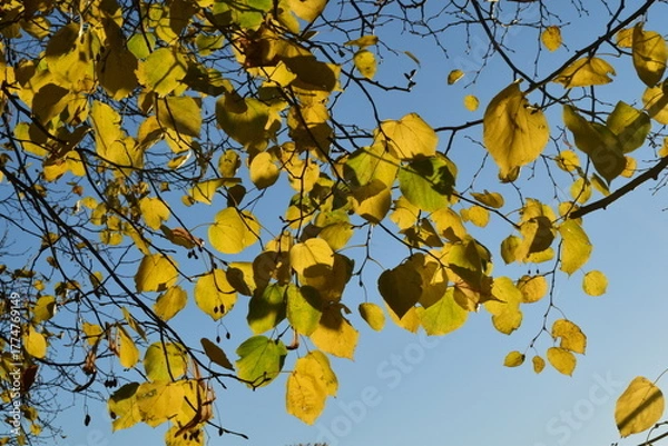 Obraz Feuillages d'automne