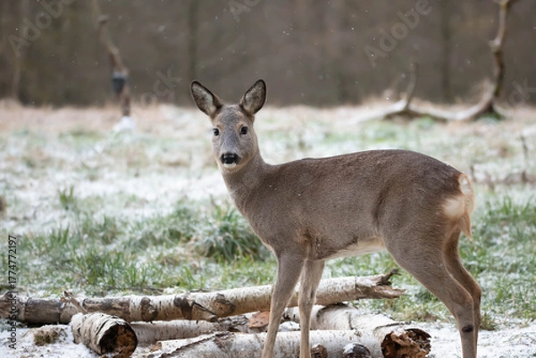 Obraz Roe Deer (Capreolus capreolus)