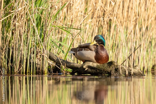 Obraz The common mallard (Anas platyrhynchos) is a species of waterbird in the Anatidae family.