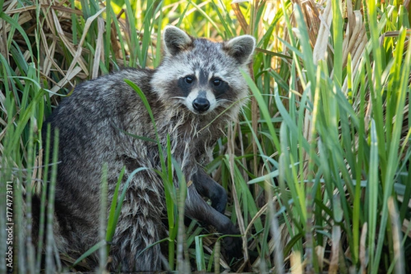 Obraz Raccoon (Procyon lotor) – a species of medium-sized mammal in the family Procyonidae