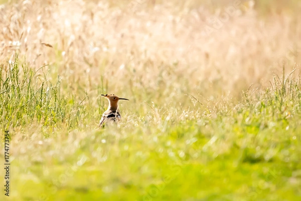 Obraz Hoopoe (Upupa epops) – a medium-sized migratory bird species