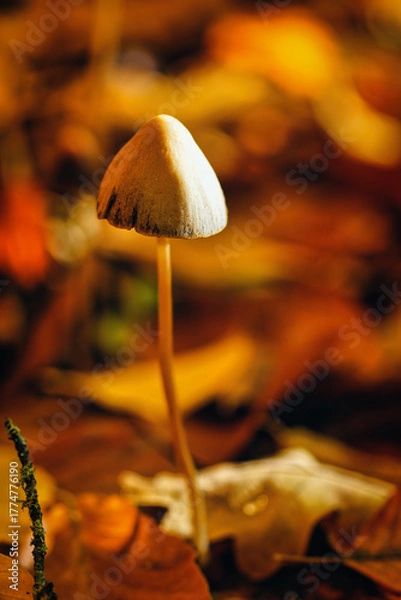 Obraz Mushroom - Pilz